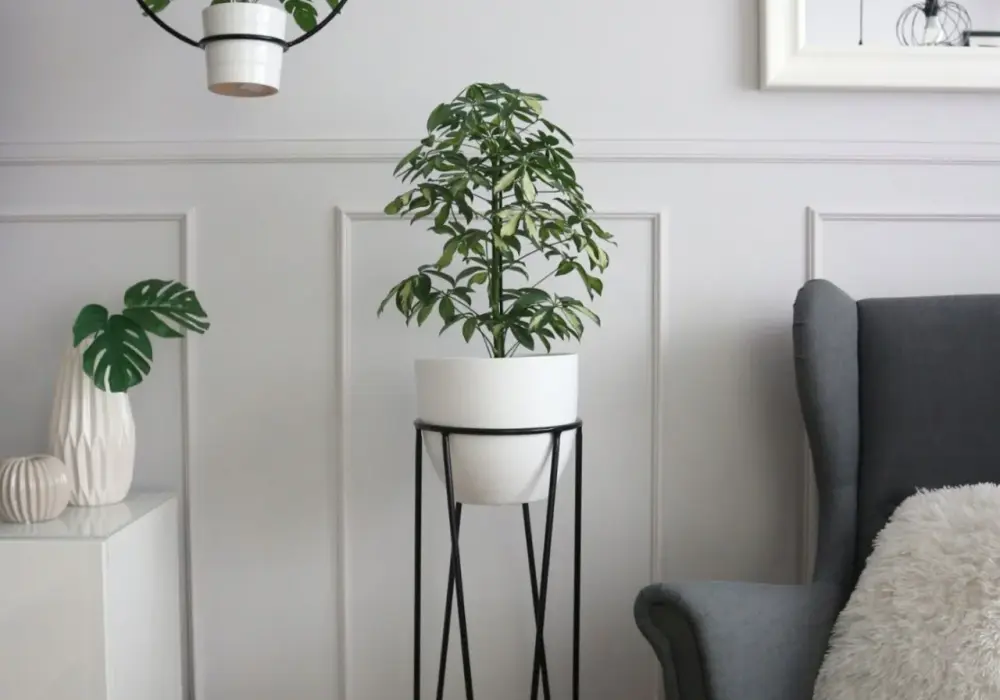 Jaki kwietnik do salonu? 7 inspiracji na stylową aranżację