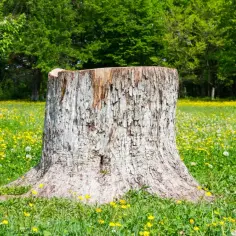 Jak zrobić kwietnik z pnia drzewa: 7 prostych kroków DIY