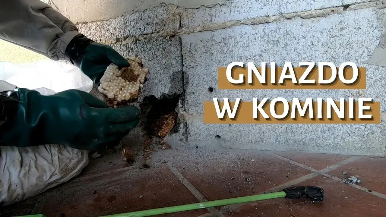 Zdjęcie Jak usunąć pszczoły z komina: bezpieczne metody i porady ekspertów