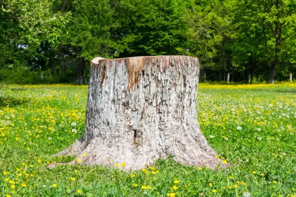 Jak zrobić kwietnik z pnia drzewa: 7 prostych kroków DIY