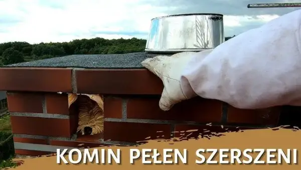 Jak usunąć pszczoły z komina: bezpieczne metody i porady ekspertów